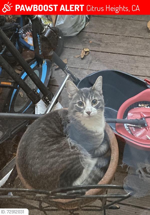Lost Male Cat last seen Birdcage apmts, Citrus Heights, CA 95610