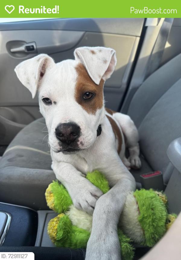 Reunited Male Dog last seen Main and maple avenue , Hesperia, CA 92344