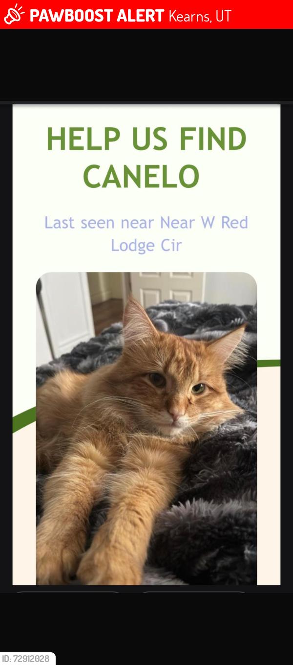 Lost Male Cat last seen W 5415 S, Kearns, UT 84118