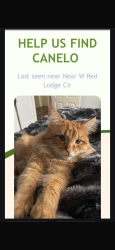 Lost Male Cat last seen W 5415 S, Kearns, UT 84118