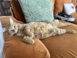 Lost Male Cat last seen Ventanas , El Paso, TX 79938