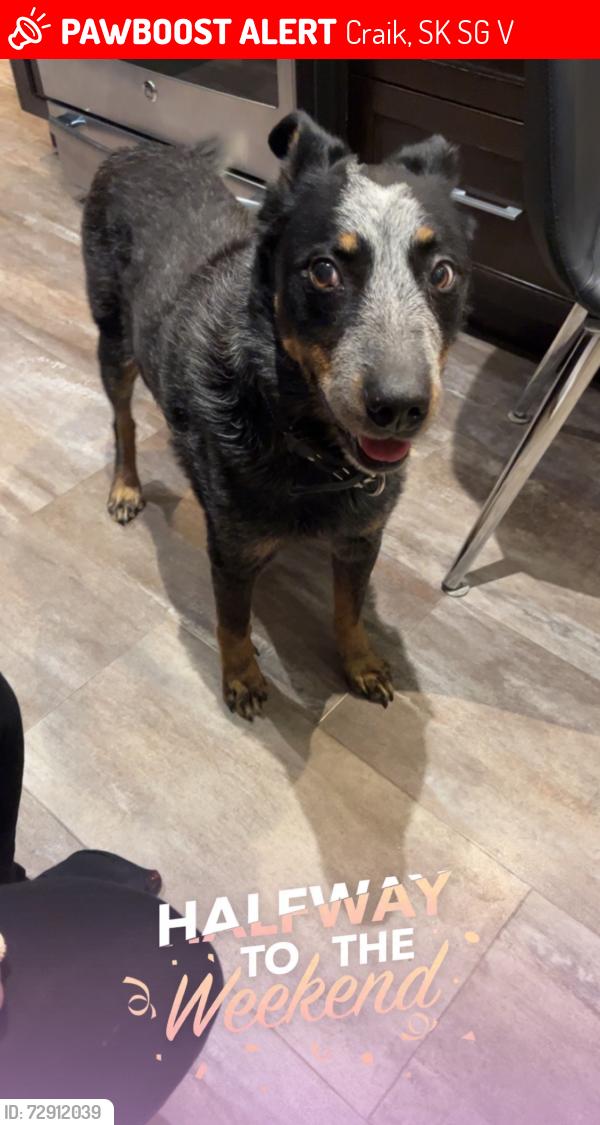 Lost Male Dog last seen Farm near Craik, Craik, SK S0G 3V0