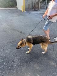 Found/Stray Female Dog last seen Windsor and Olympic , Los Angeles, CA 90038