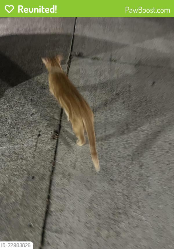 Reunited Unknown Cat last seen point loma heights , San Diego, CA 92107