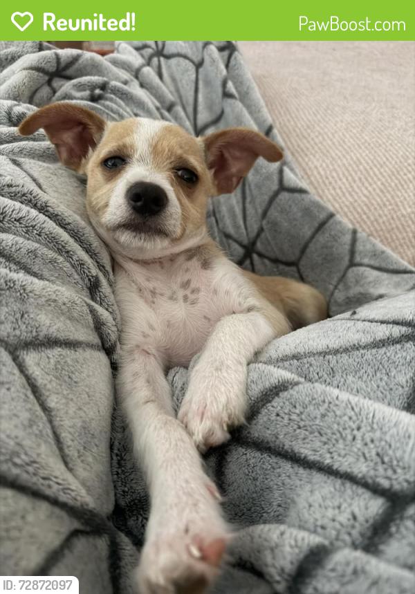 Reunited Male Dog last seen freeport dr, Montgomery County, TX 77356