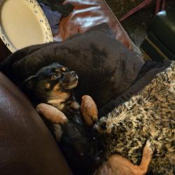 Lost Female Dog last seen Avalon and avacado , Costa Mesa, CA 92627