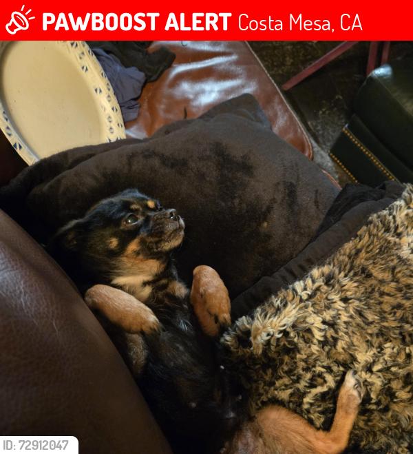 Lost Female Dog last seen Avalon and avacado , Costa Mesa, CA 92627