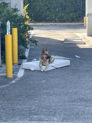 Found/Stray Female Dog last seen Crenshaw & Olympic , Los Angeles, CA 90019