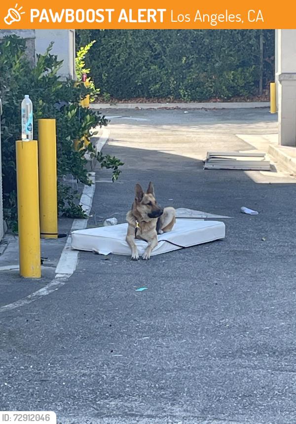 Found/Stray Female Dog last seen Crenshaw & Olympic, Los Angeles, CA 90019