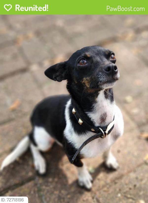 Reunited Female Dog last seen Near Schroeder Ln, Alvin, TX 77511 and fairview rd, Alvin, TX 77511