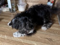Found/Stray Unknown Dog last seen Placid Lakes , Placid Lakes, FL 33852