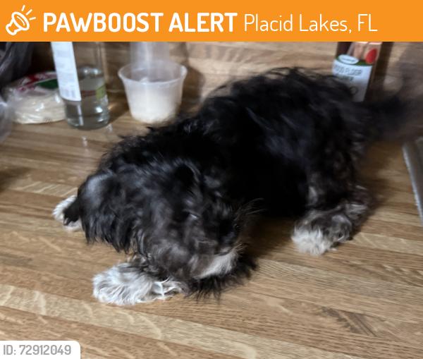 Found/Stray Unknown Dog last seen Placid Lakes , Placid Lakes, FL 33852
