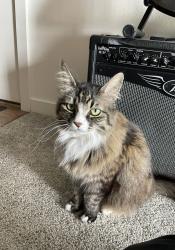 Lost Female Cat last seen Bloom Ave and Indian Hills Dr, Moscow, ID 83843