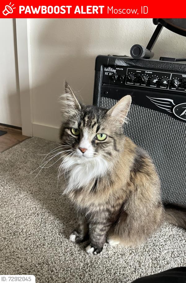 Lost Female Cat last seen Bloom Ave and Indian Hills Dr, Moscow, ID 83843