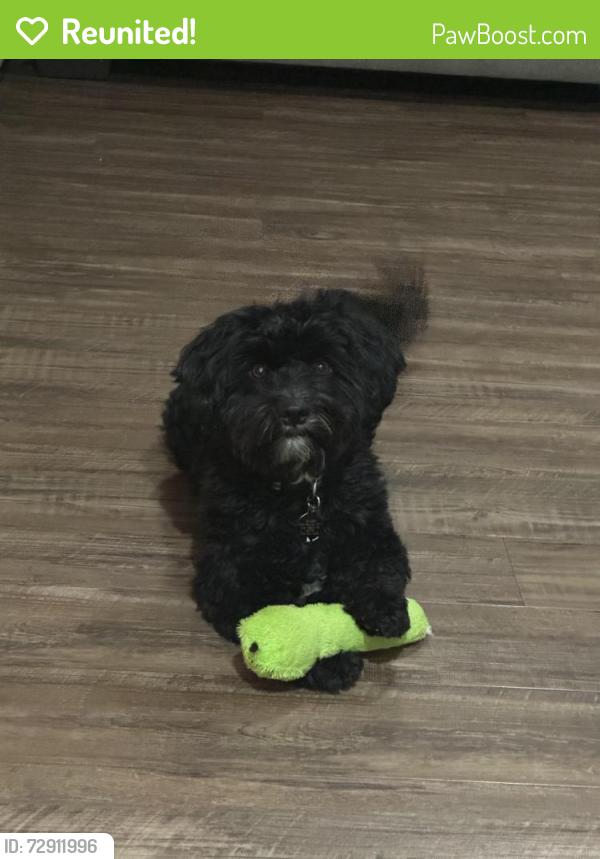 Reunited Male Dog last seen El Capitan way and Blue diamond , Las Vegas, NV 89178