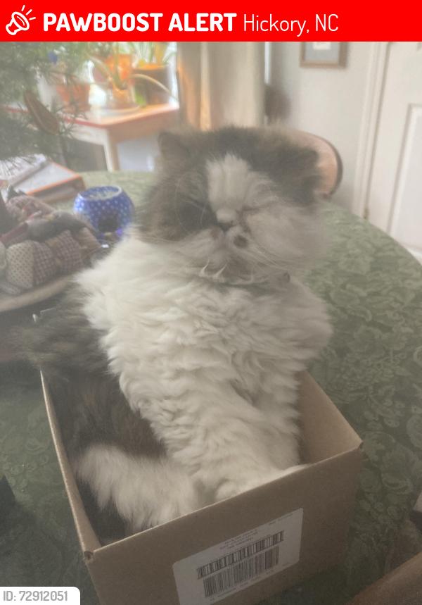 Lost Male Cat last seen Westover, mountain view, Hickory, NC 28602