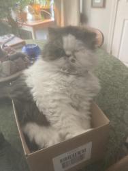 Lost Male Cat last seen Westover, mountain view, Hickory, NC 28602