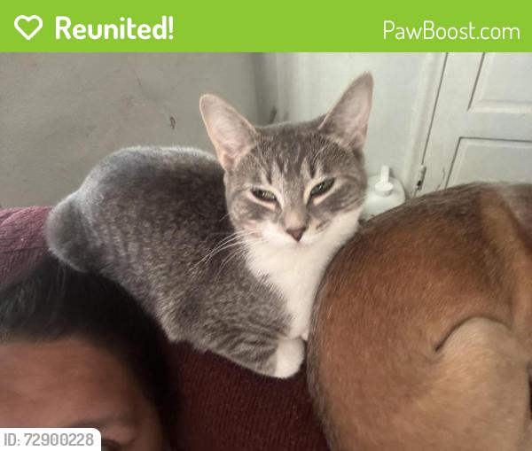 Reunited Female Cat last seen Maplewood, MN, USA, Maplewood, MN 55119