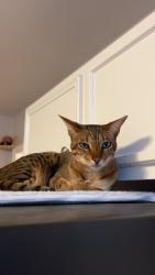 Reunited Female Cat last seen N Queens Ave, N Portland Ave, N Reading Ave, Pueblo, CO 81001