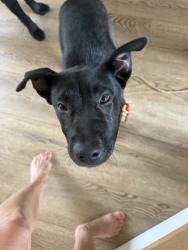 Found/Stray Female Dog last seen Found at AutoZone parking lot (518 Sheldon Rd, Channelview, TX 77530) but currently in my possession., Channelview, TX 77530