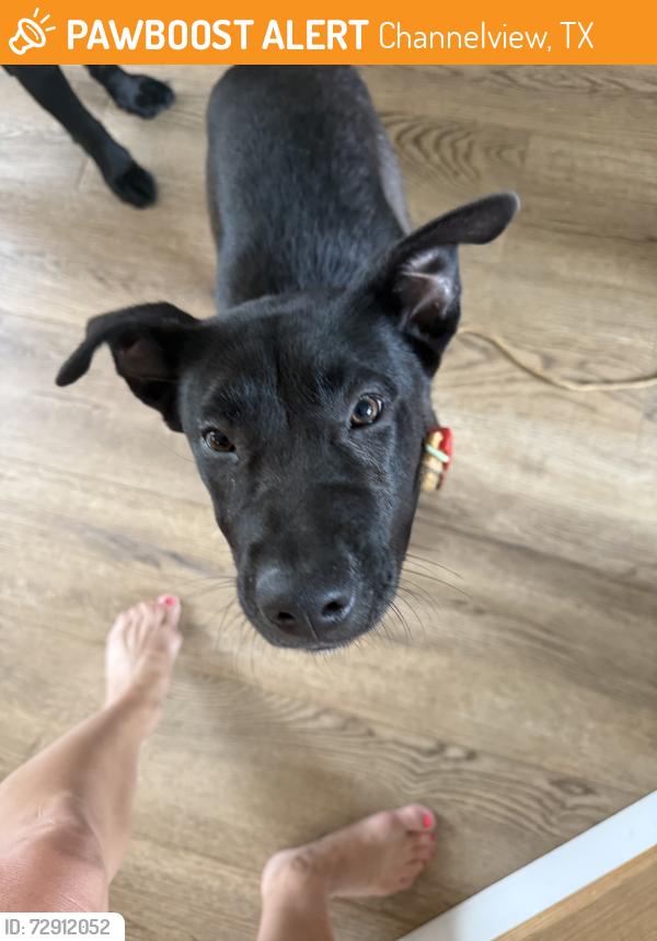 Found/Stray Female Dog last seen Found at AutoZone parking lot (518 Sheldon Rd, Channelview, TX 77530) but currently in my possession., Channelview, TX 77530