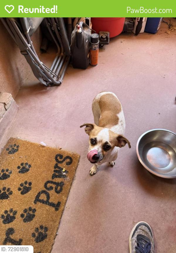 Reunited Female Dog last seen Duerksen Rd NW, Albuquerque, NM 87120