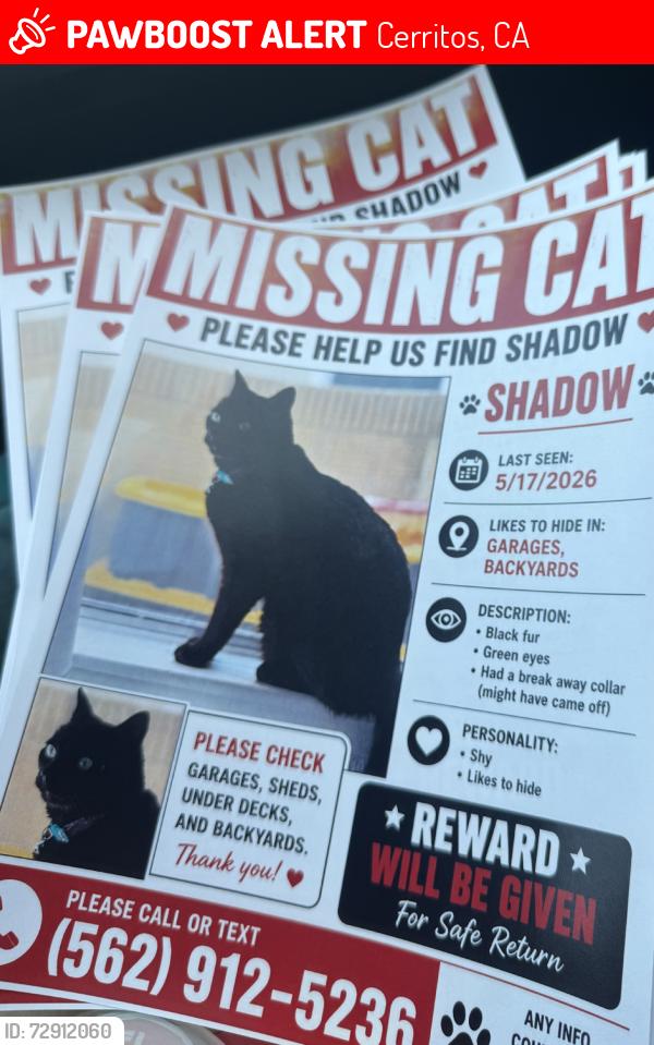 Lost Female Cat last seen artesia, Cerritos, CA 90703