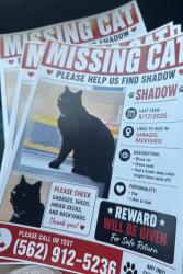 Lost Female Cat last seen artesia, Cerritos, CA 90703