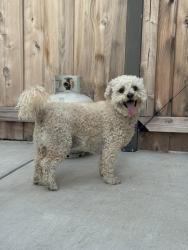 Reunited Male Dog last seen Pioneer Street & Merced Circle, Irvine, CA 92604