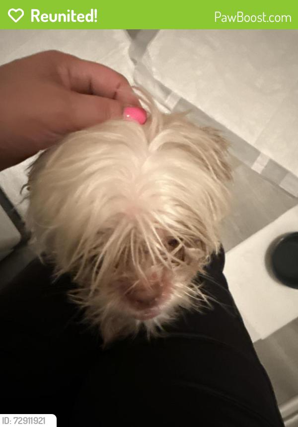 Reunited Unknown Dog last seen Crystal Run and Crystal Bow, San Antonio, TX 78238