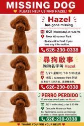 Reunited Male Dog last seen Almansor Park, 阿罕布拉, CA 91801