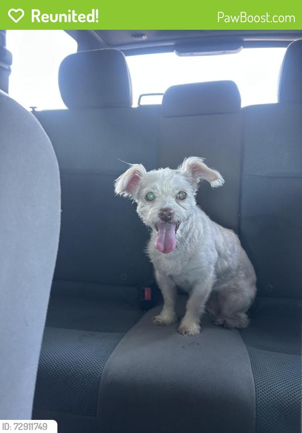 Reunited Female Dog last seen The Heights Deli, Glassell Park, Los Angeles, CA 90065