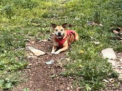 Reunited Male Dog last seen SE Mercier and Truman, Topeka, KS 66609