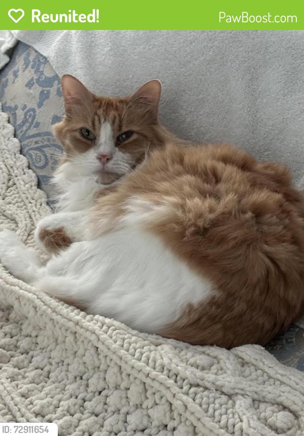 Reunited Male Cat last seen North Hollywood - Between Stagg and Lull on Rhodes (Whitsett and Laurel Canyon are the major streets), Los Angeles, CA 91605
