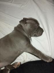 Reunited Male Dog last seen Forest and 6th st , Victorville, CA 92395
