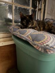 Found/Stray Female Cat last seen Across from Briar Patch on Asheville Hwy , Campobello, SC 29322