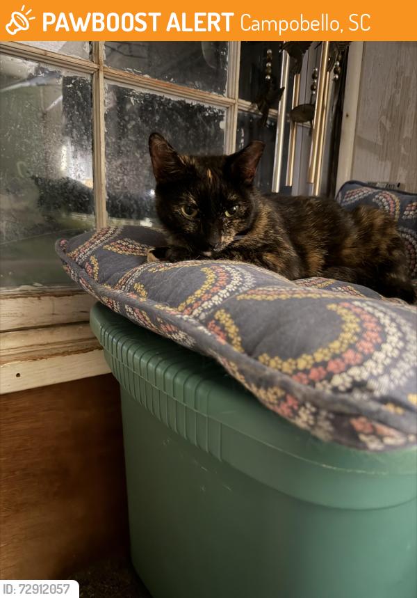 Found/Stray Female Cat last seen Across from Briar Patch on Asheville Hwy , Campobello, SC 29322
