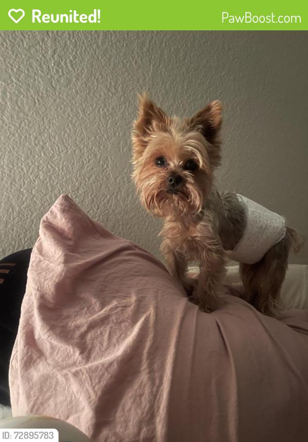Reunited Male Dog last seen Promenade , Corona, CA 92879