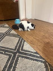 Reunited Female Cat last seen Avocado and Rodney Street, Los Feliz, Los Angeles, CA 90027