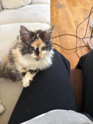 Lost Female Cat last seen Roosevelt & Kedzie, Chicago, IL 60624