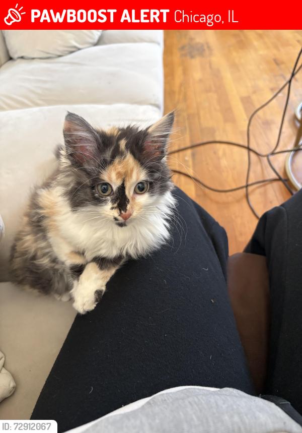 Lost Female Cat last seen Roosevelt & Kedzie, Chicago, IL 60624