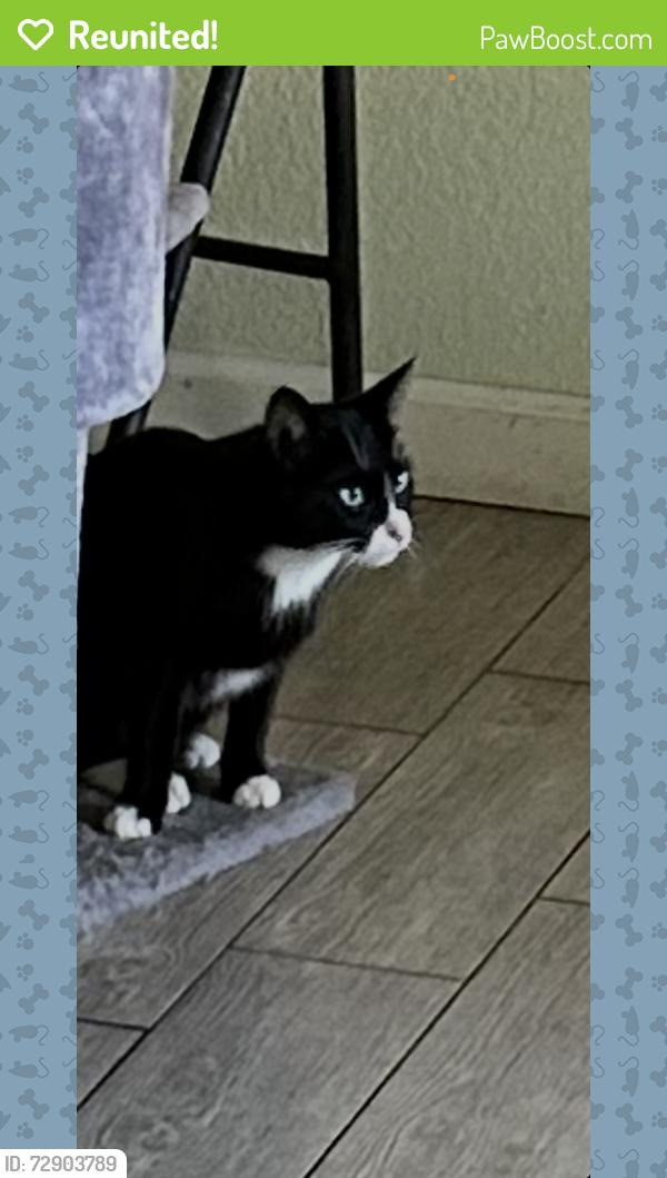 Reunited Female Cat last seen Near White Forge Ct, Stockton, CA 95212