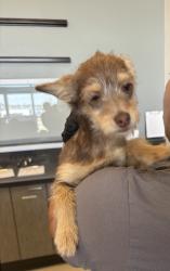 Found/Stray Female Dog last seen Village Drive & Live Oak Ave , Fontana, CA 92337