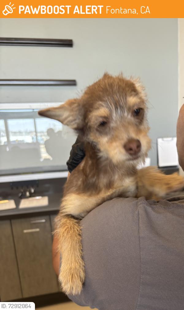 Found/Stray Female Dog last seen Village Drive & Live Oak Ave , Fontana, CA 92337