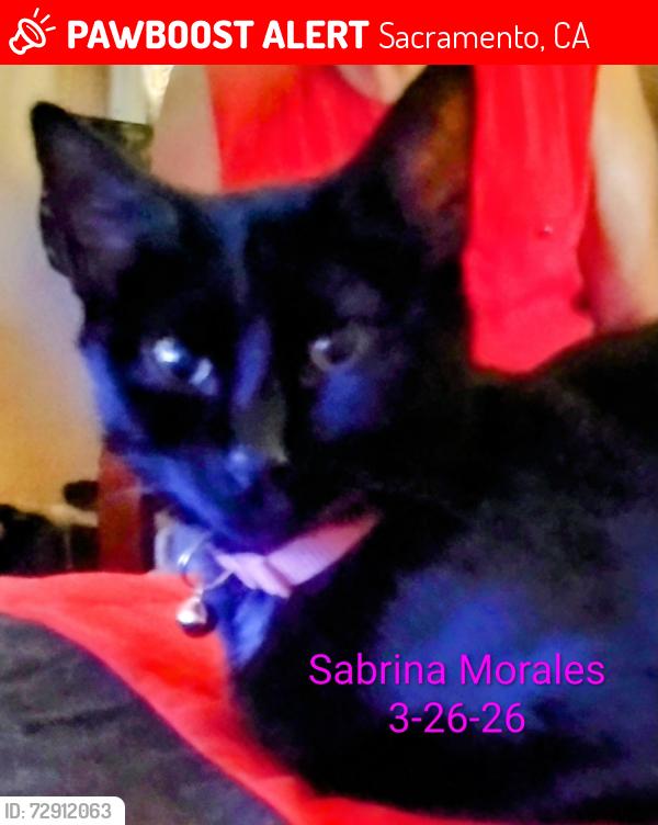 Lost Female Cat last seen Howe Park , Sacramento, CA 95825