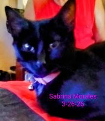 Lost Female Cat last seen Howe Park , Sacramento, CA 95825