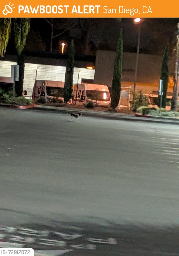Found/Stray Unknown Dog last seen Near cul du sac, San Diego, CA 92122