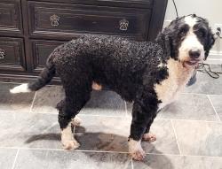 Reunited Male Dog last seen Memorial, Tulsa, OK 74133