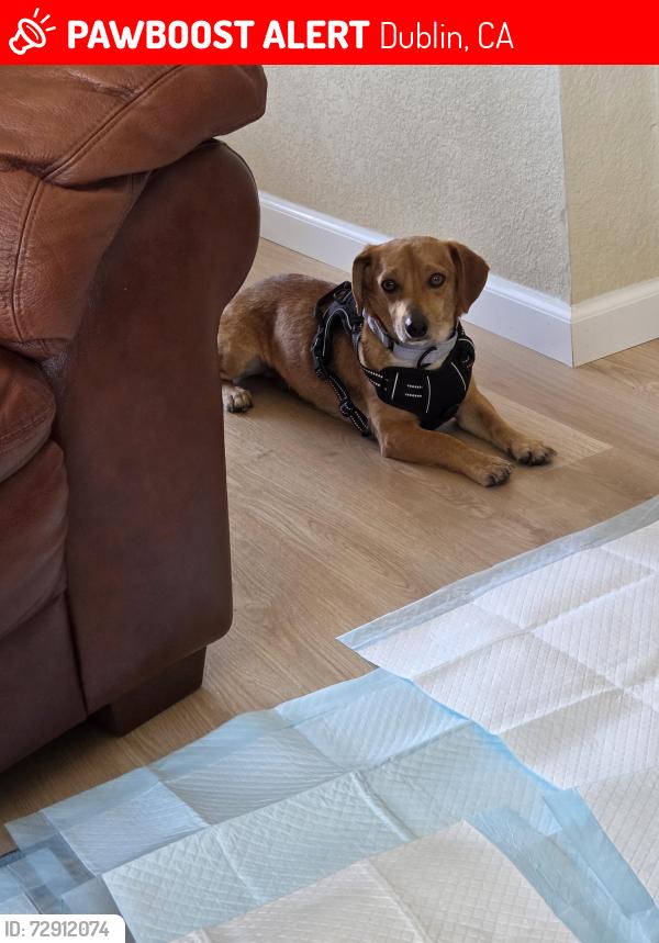 Lost Male Dog last seen Dublin Blvd and San ramon Valley blvd, Dublin, CA 94568