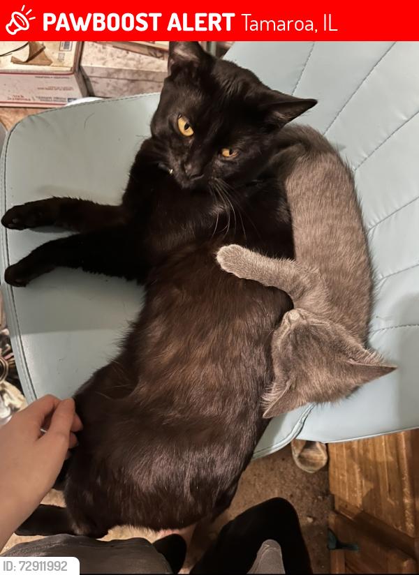 Lost Male Cat last seen Alvis Backroad Bar & Grill, Tamaroa, IL 62888
